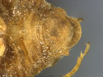 Media type: image;   Entomology 9023 Aspect: abdomen ventral view